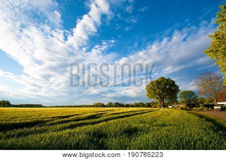 Summer field with green trees. Nature concept.