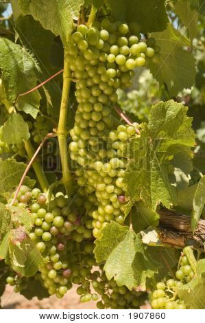 Uvas blancas en Grapevine