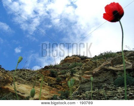 Röd blomma på Rock