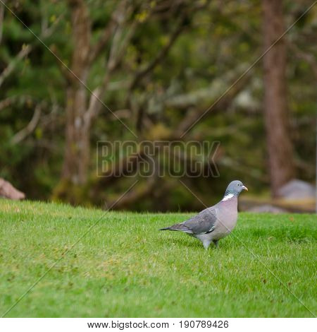 one beautiful ringdove is standing in the grass and look after food