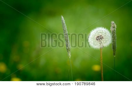 Dandelion Seed on a green field background