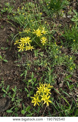 Bright Yellow Flowers Of Gagea Minima And Ceratocephala Testiculata