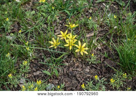 Close Up Of Flowers Of Gagea Minima