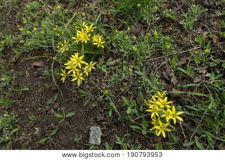Flowering Gagea Minima Plants In Early Spring