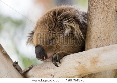 Koala Sleeps On Felled Trees In Gan Guru Kangaroo Park In Kibutz Nir David, Israel