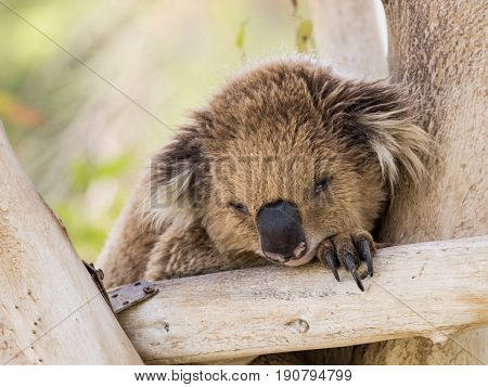 Koala Sleeps On Felled Trees In Gan Guru Kangaroo Park In Kibutz Nir David, Israel