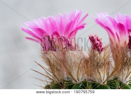 Notocactus Mammulosus cactus with blooming fresh purple and wilted flowers