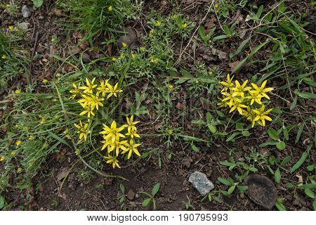 Two Bunches Of Gagea Minima Flowers From Above