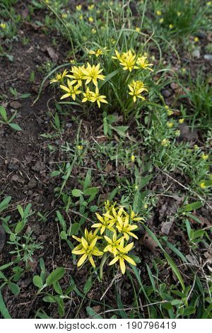 Two Clusters Of Flowering Gagea Minima, Plants
