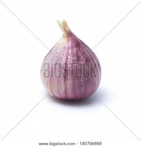 Garlic or Allium ampeloprasum var. ampeloprasum isolated on white background