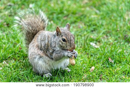 Eastern Gray Squirrel, Sciurus carolinensis in Montreal - Quebec, Canada