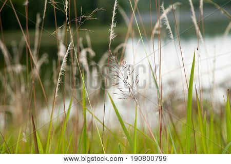 Flower grass in the field in the middle of the forest.