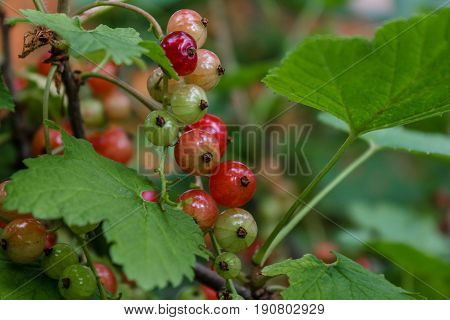 Red currantRed currant grown in its own garden.