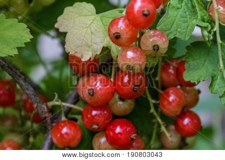 Red currantRed currant grown in its own garden.