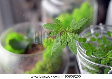 weed plant green medical marijuana health smoke