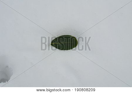 snow snowyday white green leaf alone loneliness