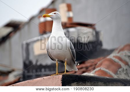 seagull topfloor roof city daytime morning bird