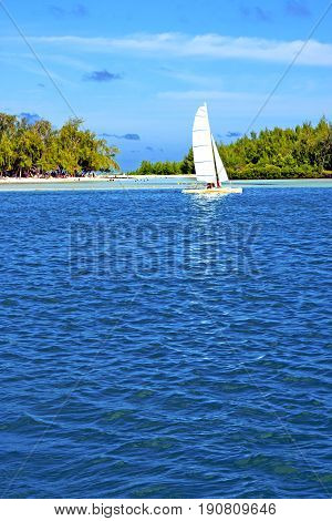 Beach Ile Du Cerfs Seaweed  Indian Sail