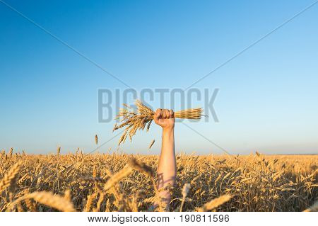 the male hand holding the ripened gold cones of wheat on blue sky and wheat field background. empty space for the text. harvest, agriculture, agronomics, food, production, organic concept.