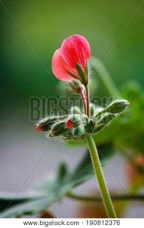 Bright Pelargonium Decorate The Yard