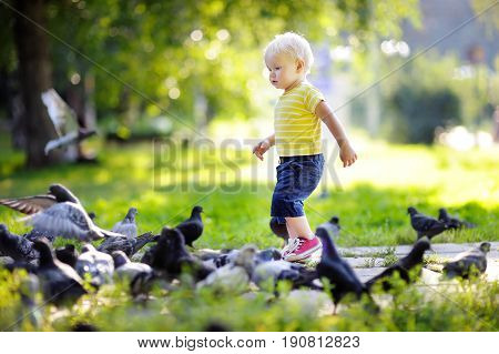 Toddler boy walking in the park and feeding pigeons at the summer day