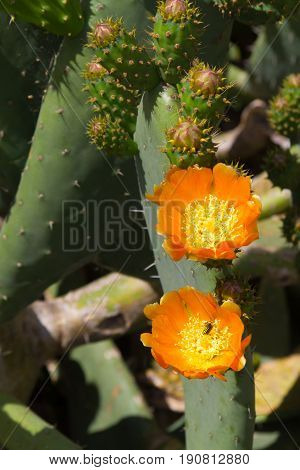Bee In An Orange Cactus Flower Blooming