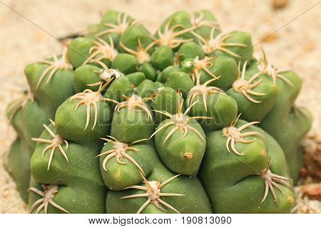 Gymnocalycium denudatum in greenhouse. succulents in a nursery.