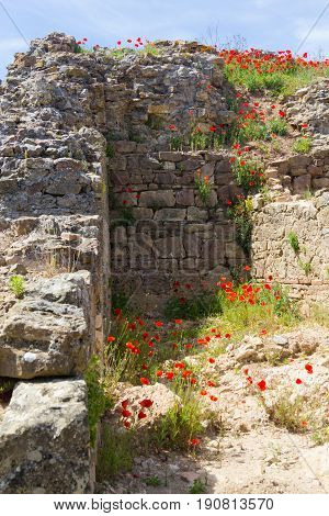 Common Poppy Flower And Stone Wall