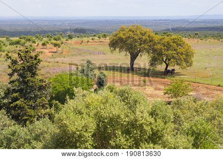 Farm In Santiago Do Cacem