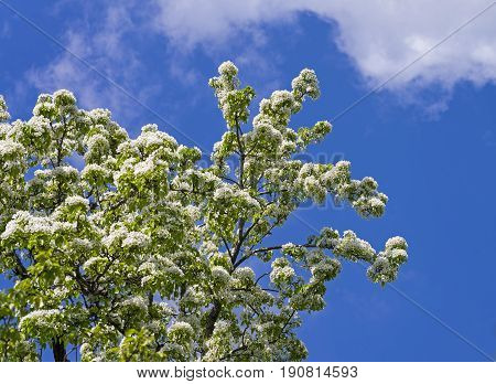 Flowering ussurian pear (pyrus ussuriensis) against the blue sky.