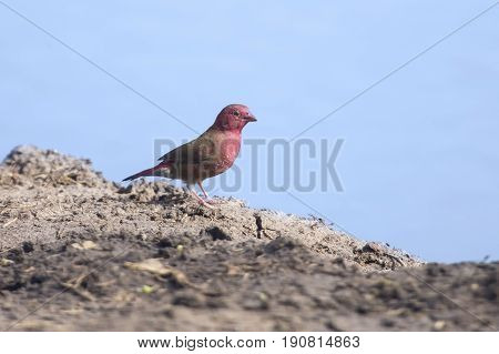 A beautiful red billed fire finch come to drink water at the waterhole