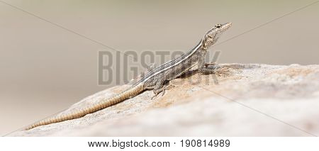 Female Platysaurus lizard on a brown rock in Mapungubwe South Africa.