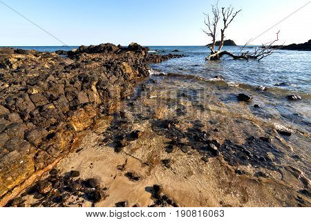 Dead Tree Andilana Beach Seaweed  Indian And Rock