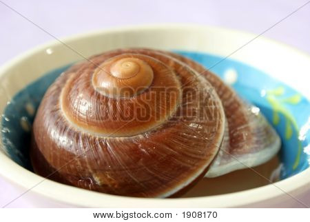 Hnědý šnek Shell