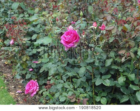 Two pink roses growing in a patch, surrounded by rose buds.