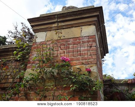 Pink roses growing along a brick wall on a sunny day with beautiful blue skies.