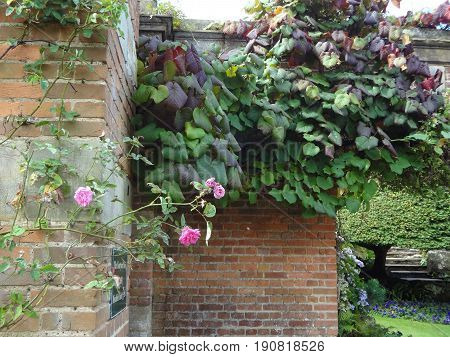 Pink roses growing along a brown brick wall on a beautiful sunny day.