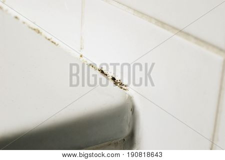 Mould in a bathroom on the tiles and the silicon
