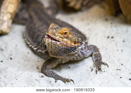 Bearded Agama Is Walking Along The Sand.