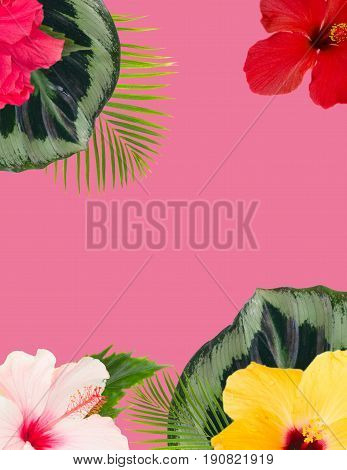 tropical flowers and leaves - frame of fresh multicilored hibiscus flowers and exotic palm leaves on pink
