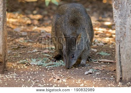 Tasmanian Pademelon nibbling its lunch on the ground in Tasmania, Australia (Thylogale billardierii)