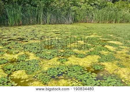 Swamp surface with green water plants