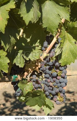 Grapevine
