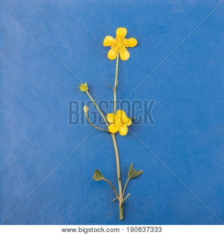 Live yellow flowers panno on blue bakcground