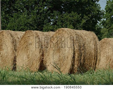 Hay rolls, close up
Closer view of hay rolls lined up in a grassy field