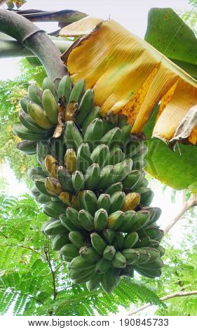 Bunch of green and yellow saba bananas hanging from the plant
Bunch of green and yellow bananas hanging from the banana plant, with yellow leaves