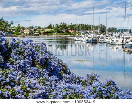 California Lilac blooming in front of marina with moored boats