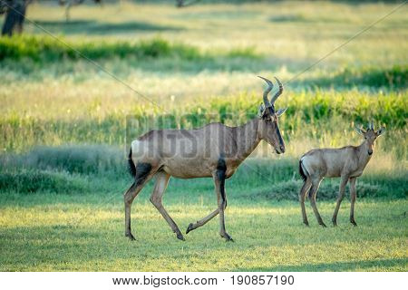 Red Hartebeest And Calf Standing In The Grass.