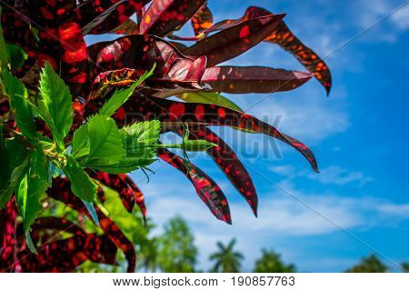 Red and green tropical plants with blue sky in the background