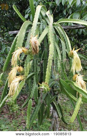 มังกร